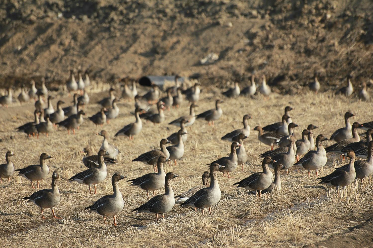 Wintering geese